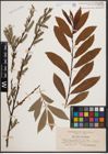 Foto von Salix cinerea L. x Salix purpurea L.